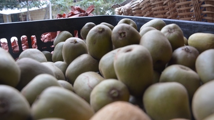 開陽縣龍水鄉(xiāng) 金果飄香迎豐收，獼猴桃采摘正當(dāng)時(shí)