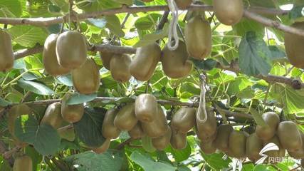 昌樂獼猴桃甜蜜上市，線上線下雙軌并行帶動(dòng)農(nóng)民增收