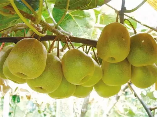 黑山北門4萬斤獼猴桃待售，呼吁社會力量助果農(nóng)渡難關(guān)