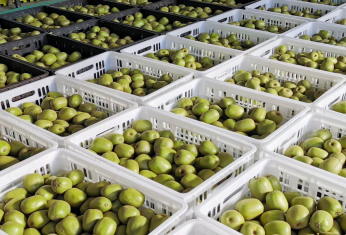 綿陽安州獼猴桃榮登“國字號”名錄，特色產(chǎn)業(yè)助力鄉(xiāng)村振興新篇章