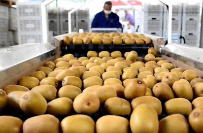 從分選加工到市場銷售 探索獼猴桃產(chǎn)業(yè)的精細(xì)化發(fā)展之路