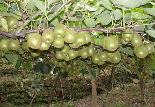 國產(chǎn)獼猴桃與新西蘭奇異果大比拼 不比不知道，一比嚇一跳