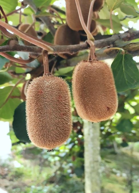 銷量遙遙領(lǐng)先的「嗨生鮮」修文獼猴桃 優(yōu)選山地小種的獨(dú)特魅力